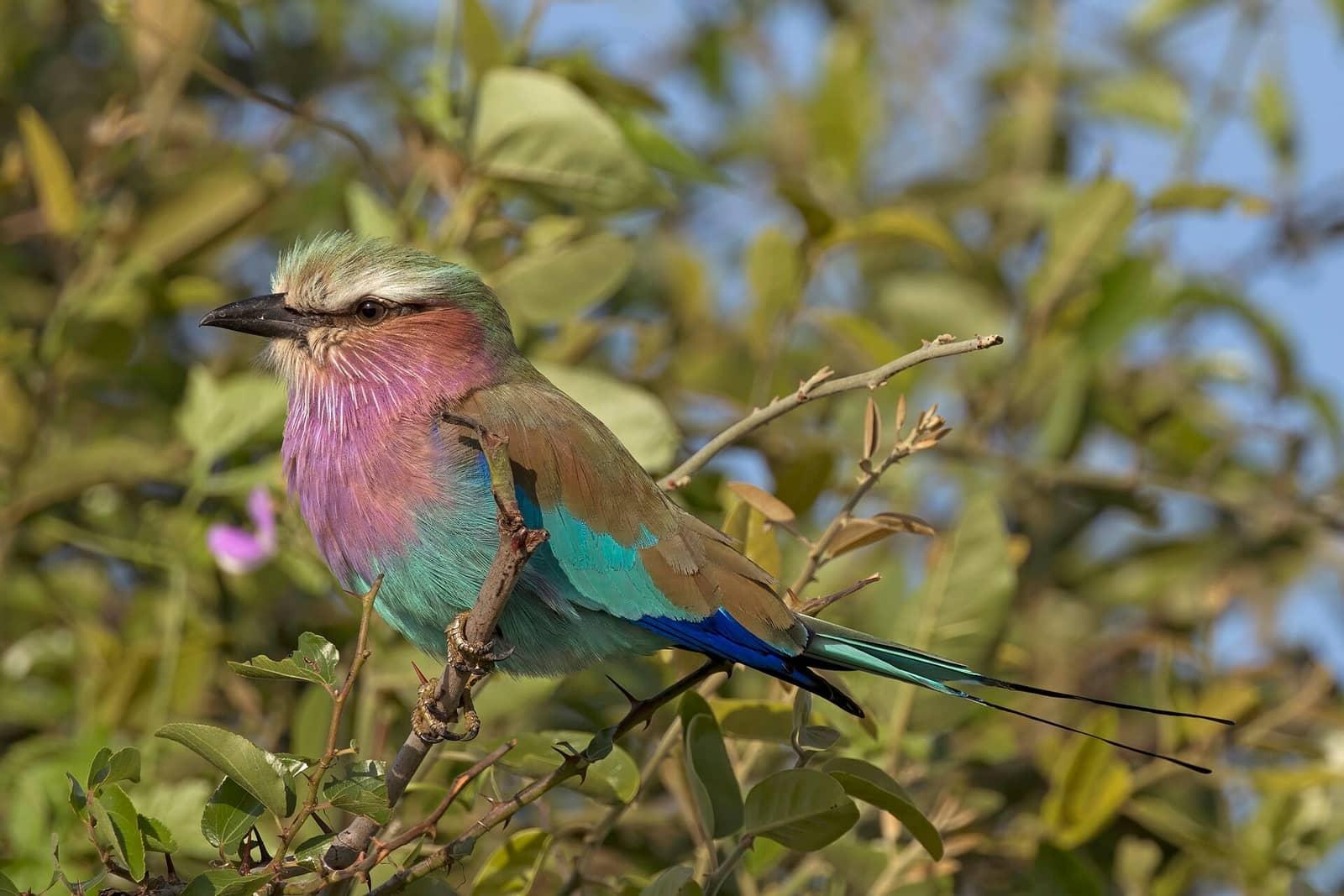 Botswana