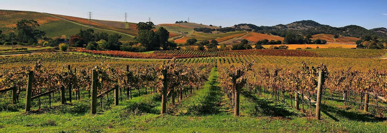 Sonoma & Napa Wine Country