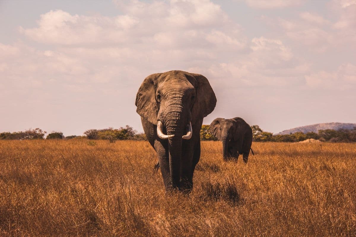 Masai Mara photo 3