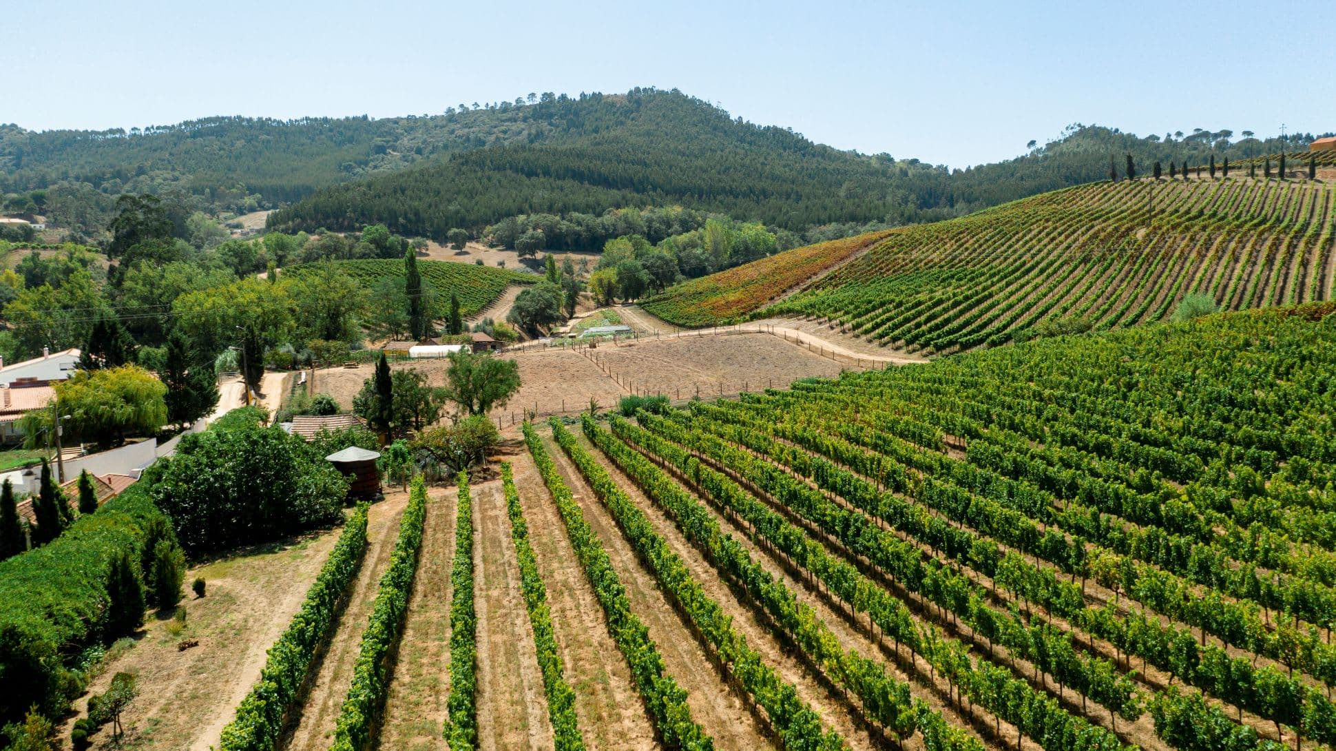 Tuscany Wine Region photo 2