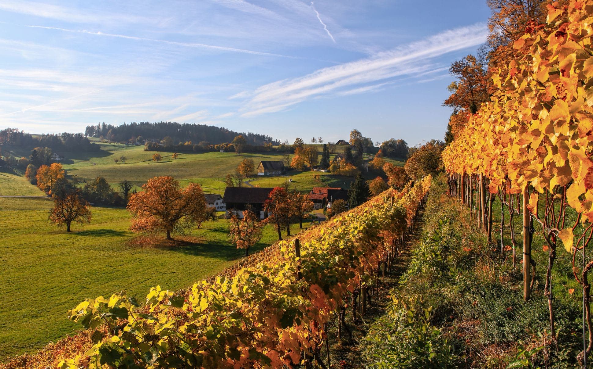 Tuscany Wine Region photo 4